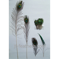 Peafowl Feather