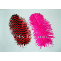 Ostrich feather