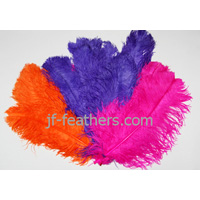 Beautiful ostrich feather