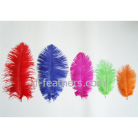 Ostrich feather