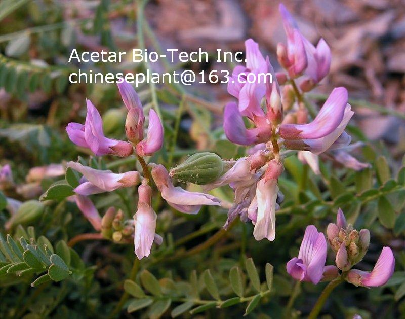 Astragalus Root Extract Powder