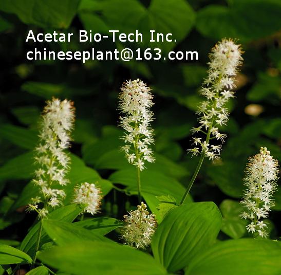 Black Cohosh Extract Powder