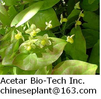 Epimedium Leaf EXTRACT