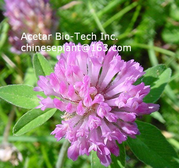 Red Clover Extract Powder