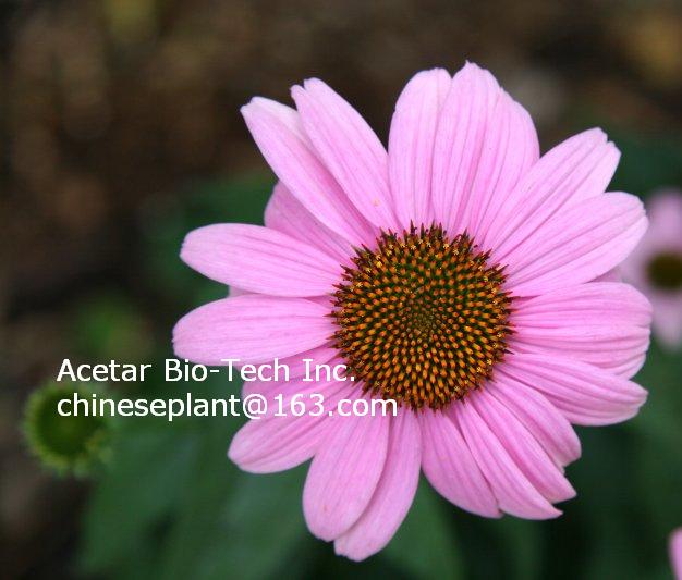 Echinacea Purpurea EXTRACT