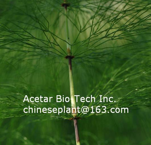 Horsetail EXTRACT