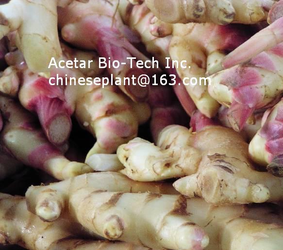 Ginger Root Extract