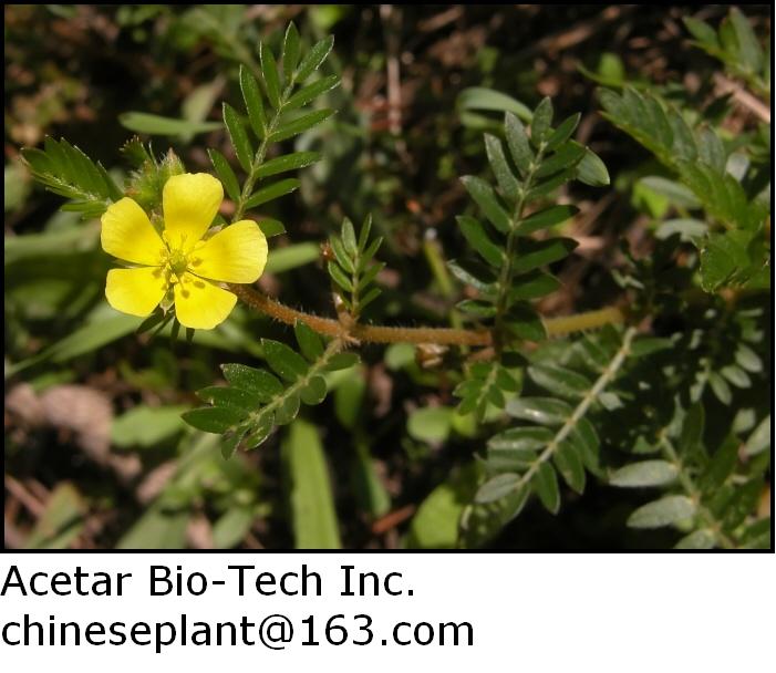 Tribulus Terrestris Extract