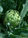 Artichoke Extract 