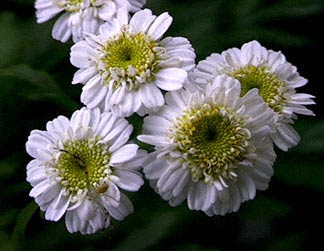 feverfew Extract