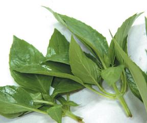 basil leaves