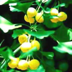 Ginkgo Biloba