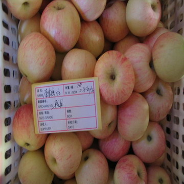 Gala Apple