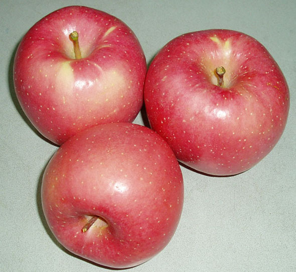 Red Star Apple