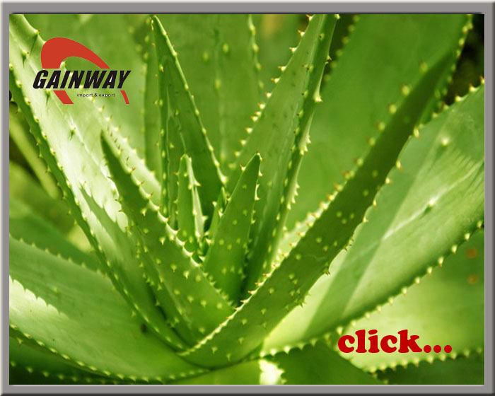 Aloe Extract