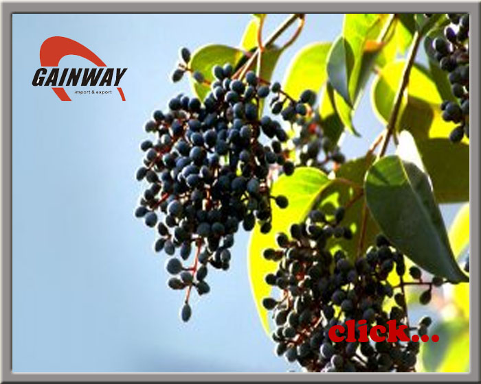 Glossy Privet Fruit Extract 