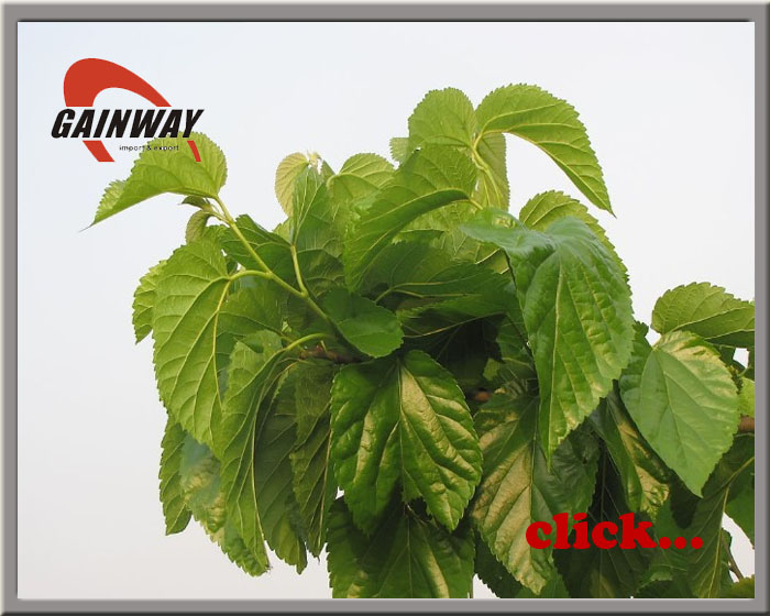 mulberry leaf extract