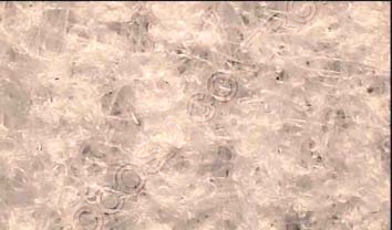 Polyester Cellulose Spunlaced Non-Woven Wipes (WIP
