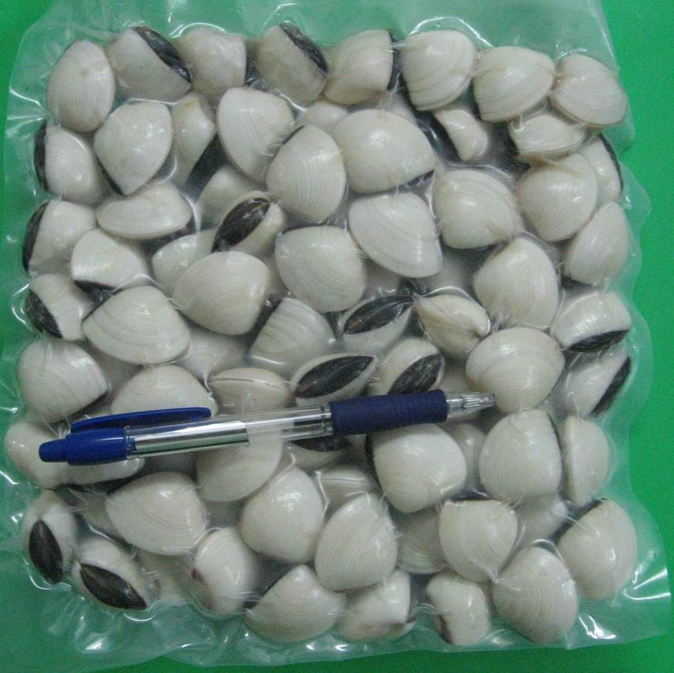 Frozen whole round white clam-Meretrix lyrata