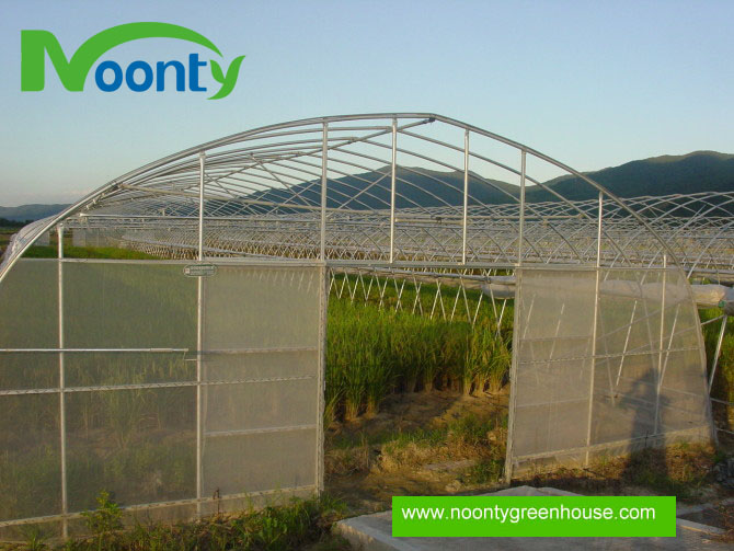 Single Tunnel Greenhouse