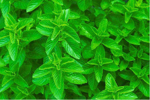 Spearmint Oil, CAS: 8008-79-5