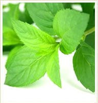 Peppermint Oil, CAS: 68917-18-0