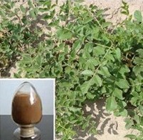 Licorice Extract (Block) 21%