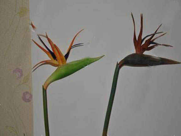 real touch flower artificial flowers PU bird of paradise real touch flower artificial flowers PU bird of paradise