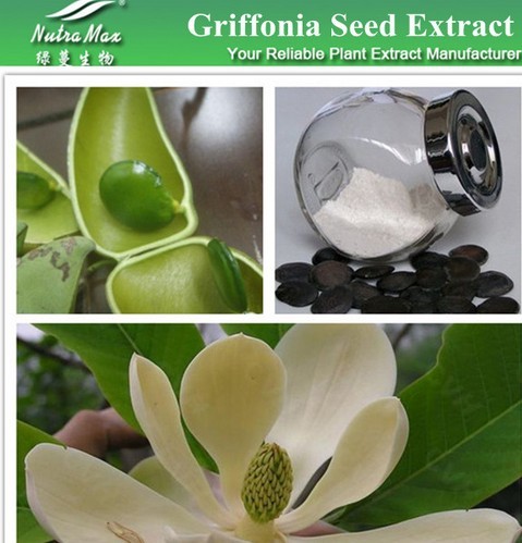 Griffonia simplicifolia Seed Extract 5-HTP(sales06@nutra-max.com)