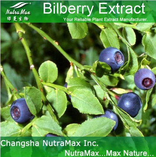 Bilberry P.E. 25% Anthocyanidins(sales06@nutra-max.com)