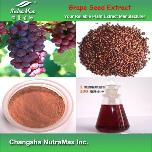 Grape seed Extract(sales06@nutra-max.com)