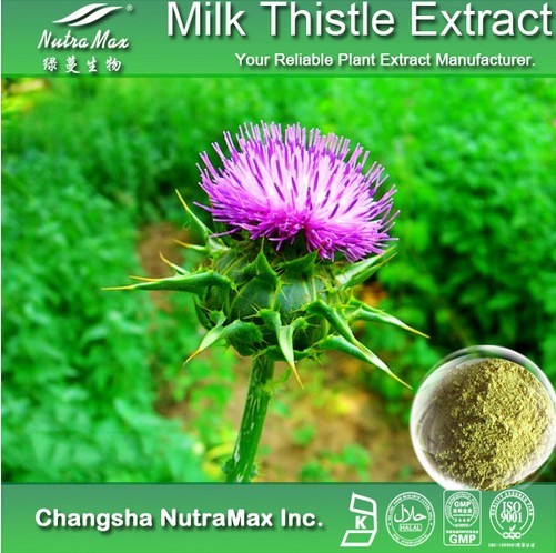 Milk Thistle Extract(sales06@nutra-max.com)