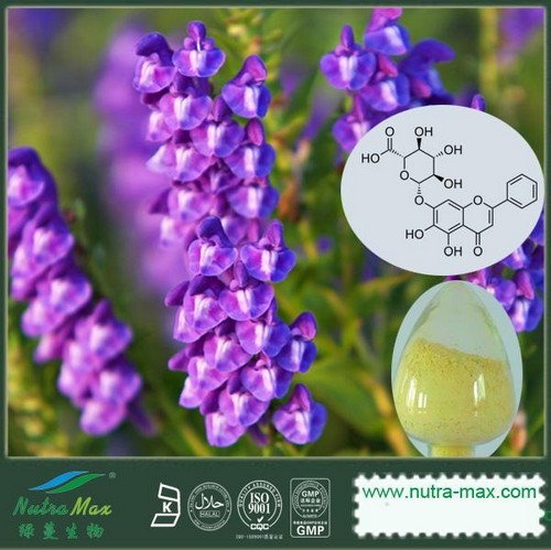 Scutellaria baicalensis Extract(sales06@nutra-max.com)