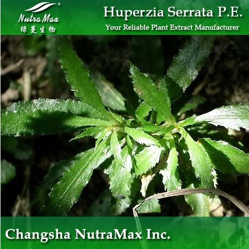 Huperzine Serrate Extract(sales06@nutra-max.com)