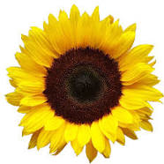 sunflower oil