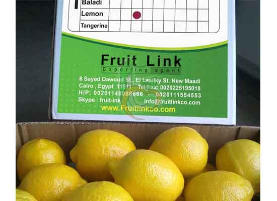 Egyptian Adalia Lemon by Fruit Link 