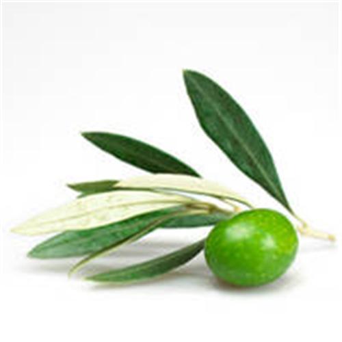 Olive leaf extract