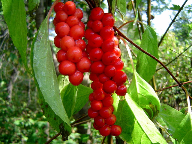 Schisandra P.E.  