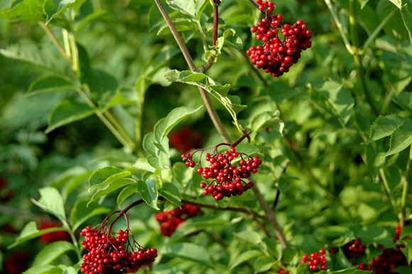 Elderberry Pure Extract