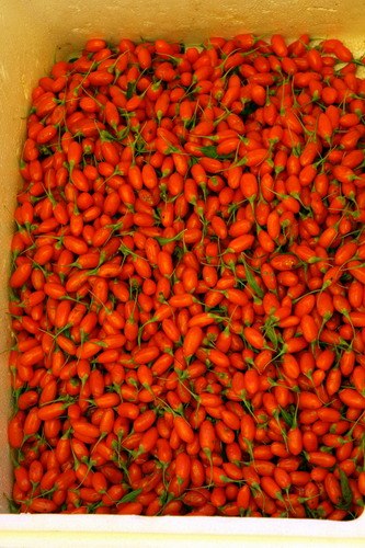 Goji berry extract