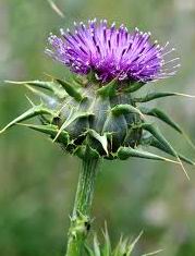 Milk Thistle Extract  