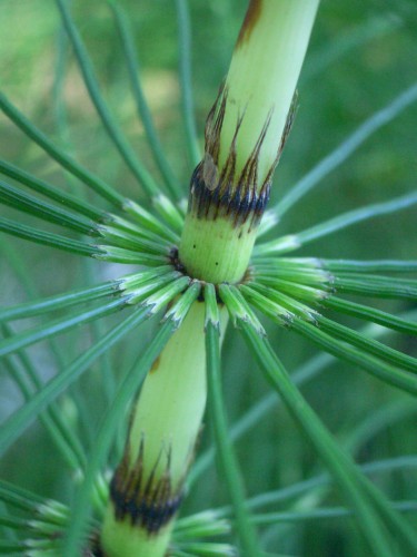 Horsetail Extract 