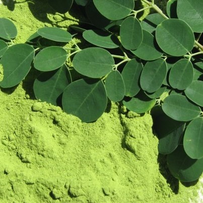 Moringa Oleifera fresh, dried  leaves