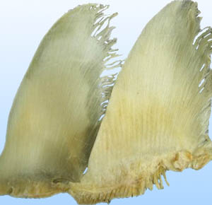 Chondroitin Sulfate Extracted from Shark cartilage
