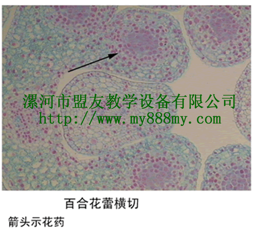 The lily bud cross-section loading(high power)