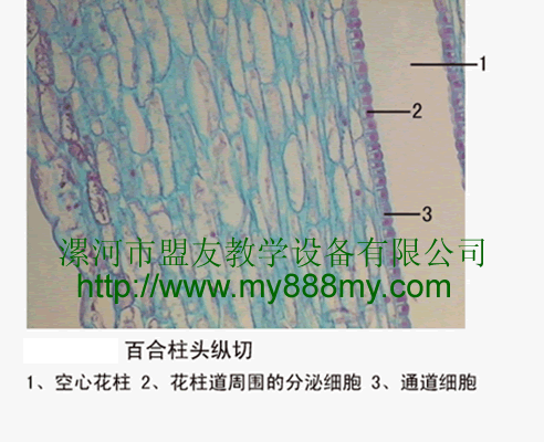 The Slice of  Lily stigma‘s longitudinal section