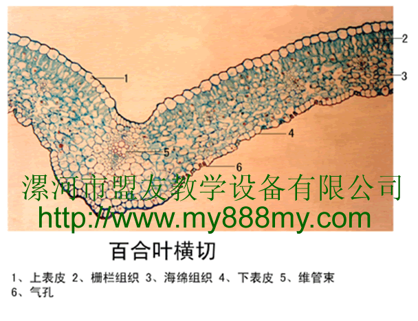 The Slice of  Lily leaf ‘s cross-section