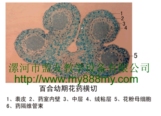 The Slice of  Lily immature anthe‘s cross-section