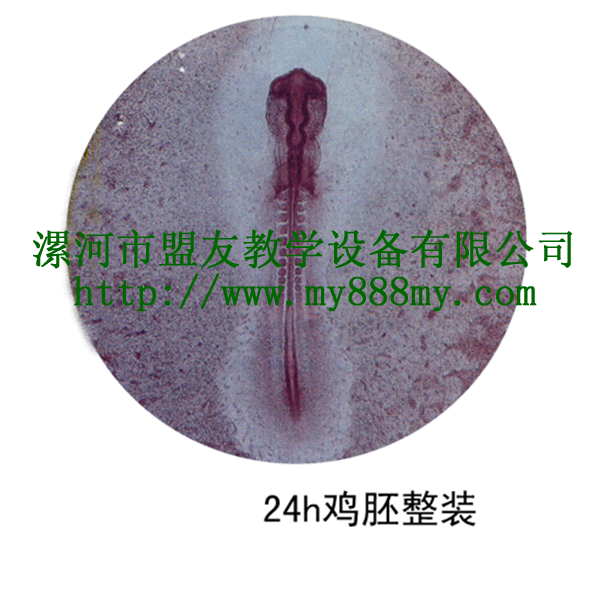 The Slice of  the whole Chick-embryo(24h)