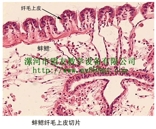 The Slice of Mussel gills‘ ciliated epithelium